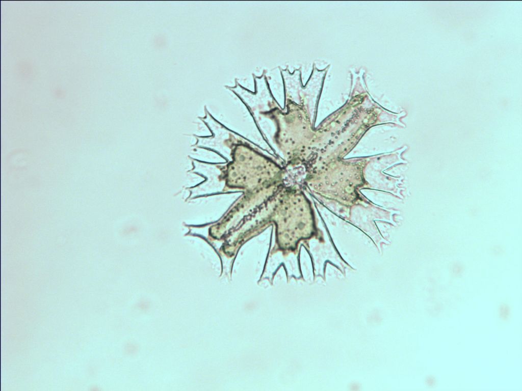 lago di cei trentino crux melitensis